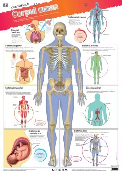 Coperta cărții Descopera! Corpul uman (planse educationale)