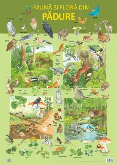 Coperta cărții Plansa - Fauna si flora din padure