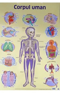 Coperta cărții Plansa. Corpul uman