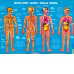 Coperta cărții Plansa. Corpul uman. Schelet. Organe interne
