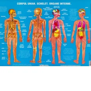 Coperta cărții Plansa. Corpul uman. Schelet. Organe interne