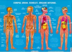 Coperta cărții Plansa. Corpul uman. Schelet. Organe interne