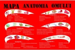 Coperta cărții Mapa Anatomia omului. 6 planse A4, pliante, plastifiate