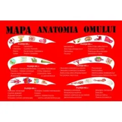 Coperta cărții Mapa Anatomia omului. 6 planse A4, pliante, plastifiate