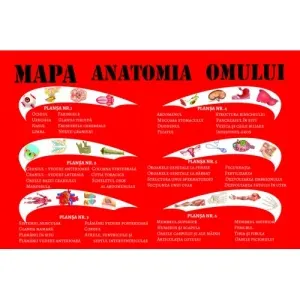 Coperta cărții Mapa Anatomia omului. 6 planse A4, pliante, plastifiate