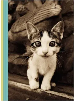 Coperta cărții Kitten Smitten Journal