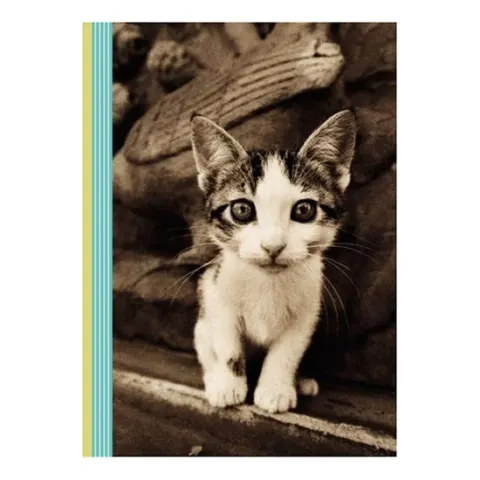 Coperta cărții Kitten Smitten Journal