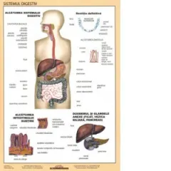 Coperta cărții Sistemul digestiv - Plansa didactica A4