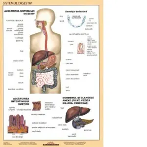 Coperta cărții Sistemul digestiv - Plansa didactica A4
