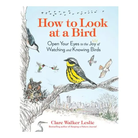Coperta cărții How to look at a bird: open your eyes to the joy of watching and knowing birds