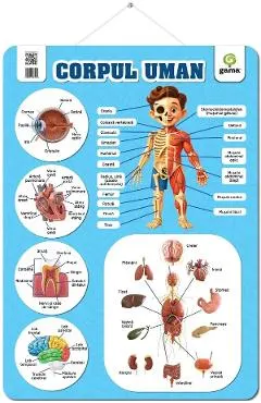 Coperta cărții Plansa: Corpul uman