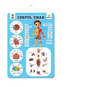 Coperta cărții Corpul uman. Postere educative