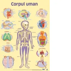 Coperta cărții Plansa Corpul uman (dimensiune 50 x 70 cm)